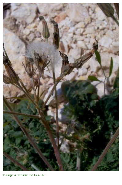 Crepis bursifolia L.